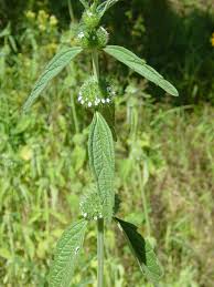 Image result for Leucas princei