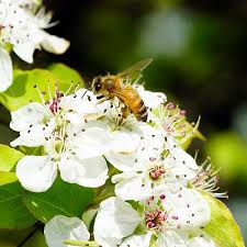 Shades of red, pink, lavender, white, or purple. Best Bee Friendly Plants For Pots 2021 Native Species Pond Informer