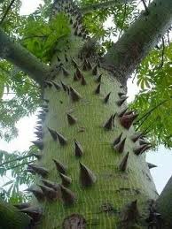I Find This Thorny Tree Hurtful Just To Look At But Still Gorgeous Unique Trees Weird Trees Nature Tree