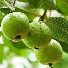 Image result for Psidium guajava