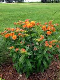 Butterfly Milkweed Asclepias Tuberosa Blazing Star Gardens Asclepias Tuberosa Butterfly Garden Plants Milkweed Garden