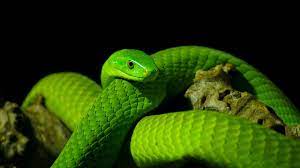 The Beautiful Green Mamba
