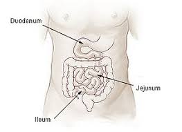 It lies between the stomach and large intestine, and receives bile and pancreatic juice through the pancreatic duct to aid in digestion. Wikijunior Human Body Digestive System Small Intestine Wikibooks Open Books For An Open World