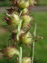 Image result for Cenchrus