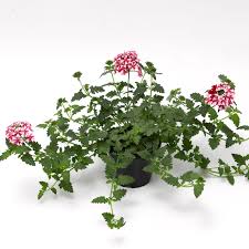 Image result for Kanahia laniflora
