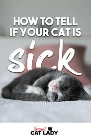 How To Tell If Your Cat Is Sick Sick Kitten Sick Cat Cat Care