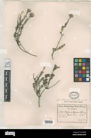 Image result for Phylica emirnensis