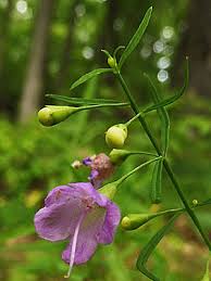 Image result for Geigeria filifolia
