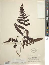 Image result for Triplophyllum buchholzii
