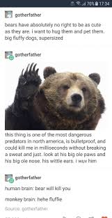 Bear With Me Silly Memes Stupid Funny Memes Tumblr Funny