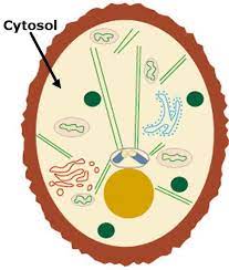 What Is Cytosol How Is It Different From Cytoplasm Secondary Science Cell Model Project Teaching Science