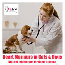 Heart Murmurs In Cats Dogs Natural Treatments For Heart Conditions Heart Murmur Dog Treatment Heart Conditions