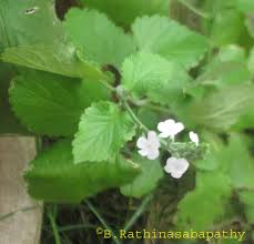 Image result for Buchnera leptostachya