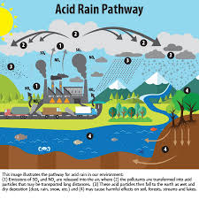 Water Pollution S Effect On Plant And Animal Life