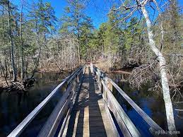 Tom S Pond Trail Wharton State Forest Pond White Cedar