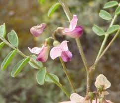 Image result for Melolobium calycinum