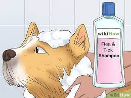 3 Ways To Stop A Dog From Biting Its Tail Wikihow Pet