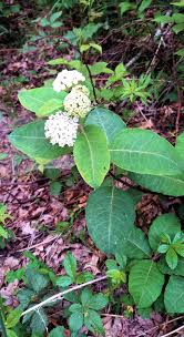 Redring Milkweed Milkweed Native Plants Plants