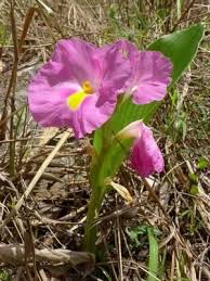 Image result for Siphonochilus kirkii - yellow-flowered form