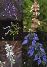 Image result for Platostoma africanum