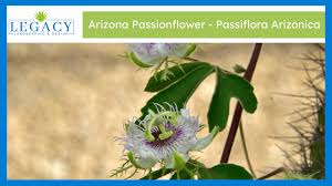Image result for Passifloraceae