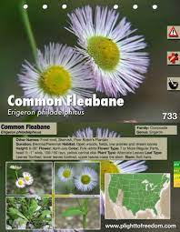 Pin On Herbs
