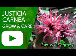 Image result for Justicia carnea