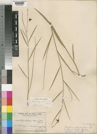 Image result for Rhynchotropis