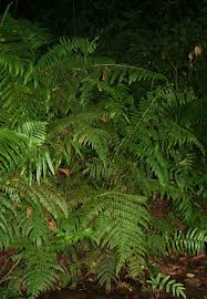 Image result for Microlepia speluncae