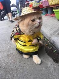 Dunyanin En Minnos Esnafi Vietnam In Balik Satan Kedisi Gorenleri Hayran Birakiyor 2020 Komik Kedi Resimleri Sevimli Kedi Yavrulari Komik Hayvan Fotograflari
