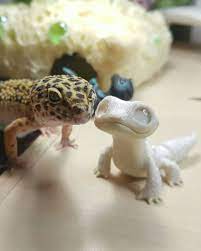 wip model and future sculpture cute leopard gecko wip process polymer clay monster clay sculpture sculpture clay leopard gecko polymer clay creations
