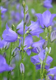 Campanula Persicifolia Are An Easy To Grow Plant That Forms A Low Mound Of Green Leaves This Perennial Has Bell Shaped Flowers Plants Growing Plants Campanula