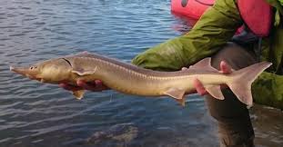 All tweets promoted by @nicolasturgeon 3 jacksons. Danube Sturgeons Past And Future Springerlink