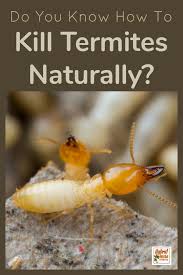 How To Get Rid Of Termites Naturally Diy Termite Treatment Termites Termite Treatment