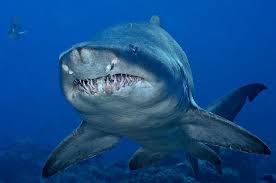 A Sand Tiger Shark Off The Bonin By Brian J Skerry Shark Bull Shark Shark Attack