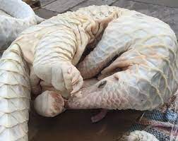 With this latest seizure, malaysian customs officials have. Skinless Pangolin Bodies Pangolin Scales For Sale Id 10151158 Buy Chad Pangolin Bodies Pangolin Pangolin Scales Ec21