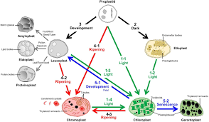 Learn about the similarities and differences between plant and animal cells as we compare and contrast. Frontiers Diversity Of Plastid Types And Their Interconversions Plant Science