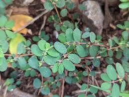 Image result for Euphorbia prostrata