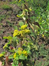 Image result for Flaveria trinervia