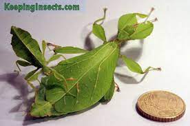 Leaf Insect Is An Insect In The Order Of Stick Insects Phasmida That Looks Like A Leaf Stick Insect Insects Leaves