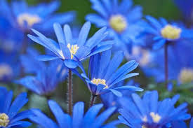 Blue Flowers Blue Flower Names Flowers Names And Pictures Blue Flowers