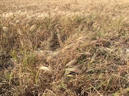 You need more than one seed if your trying to grow a plant. Brome Grass Agriculture And Food