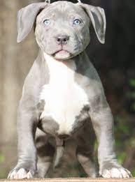We are the next generation of mugleston xl american bullies. Xxl Pitbull Puppies Pitbull Puppies