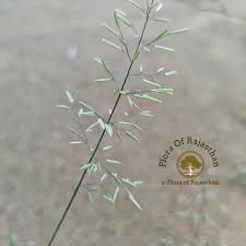 Image result for Eragrostis japonica