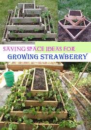 Diy Saving Space Ideas For Growing Strawberries Homedesigninspired Diy Growin Diy Growin Growing Homedesignins In 2020 Erdbeeren Ziehen Erdbeeren Garten Anbau