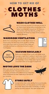 Moth treatment strategies are most effective if you act quickly and thoroughly at the first sign of trouble. How To Get Rid Of Moths In The House How To Get Rid Of Moths Get Rid Of Moths Moths In House