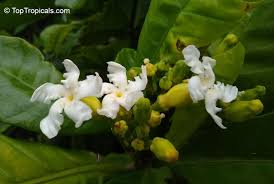 Image result for Tabernaemontana crassa