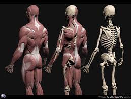 Human Anatomy Kit 3d Model Human Anatomy Human Anatomy Model Human Anatomy 3d