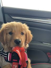 The afghan retriever typically comes in a range of colors, including cream, gold, white, chocolate, and yellow. My Puppy 8 Week Old Puppy Golden Retriever Dog Forums