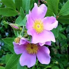 Hanno le foglie fini allungate ed i fiori sembrano boccioli di rose gialle senza spine. Rose Pagina 9 Fior Di Rovo